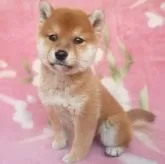 豆柴【岩手県・男の子・2025年3月3日・赤】の写真10「おすわり姿勢もかわいい！」