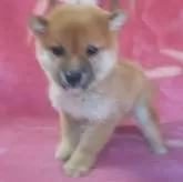 豆柴【岩手県・男の子・2025年9月10日・赤】の写真10