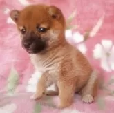 豆柴【岩手県・女の子・2025年9月6日・赤】の写真4