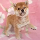 豆柴【岩手県・男の子・2025年3月3日・赤】の写真8「楽しく遊んでね！」