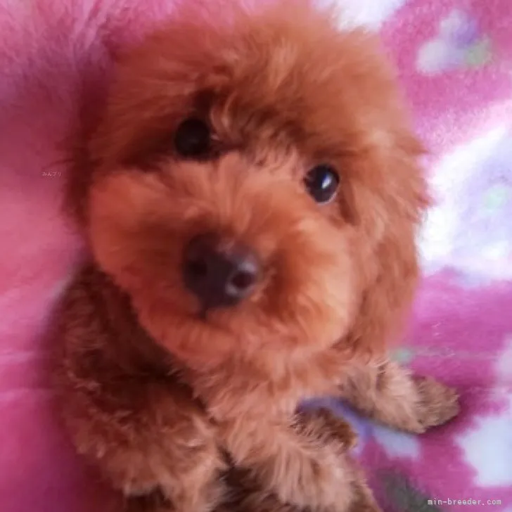 ID：2308-06722の子犬