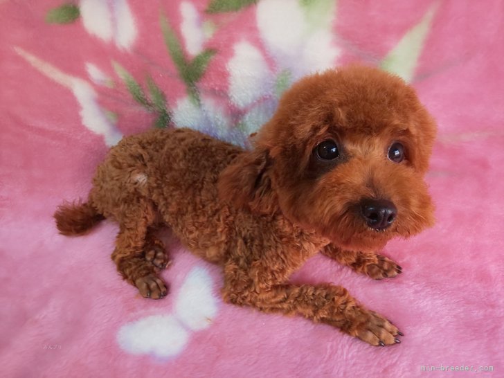 タイニープードル【・女の子・2023年1月1日・レッド】