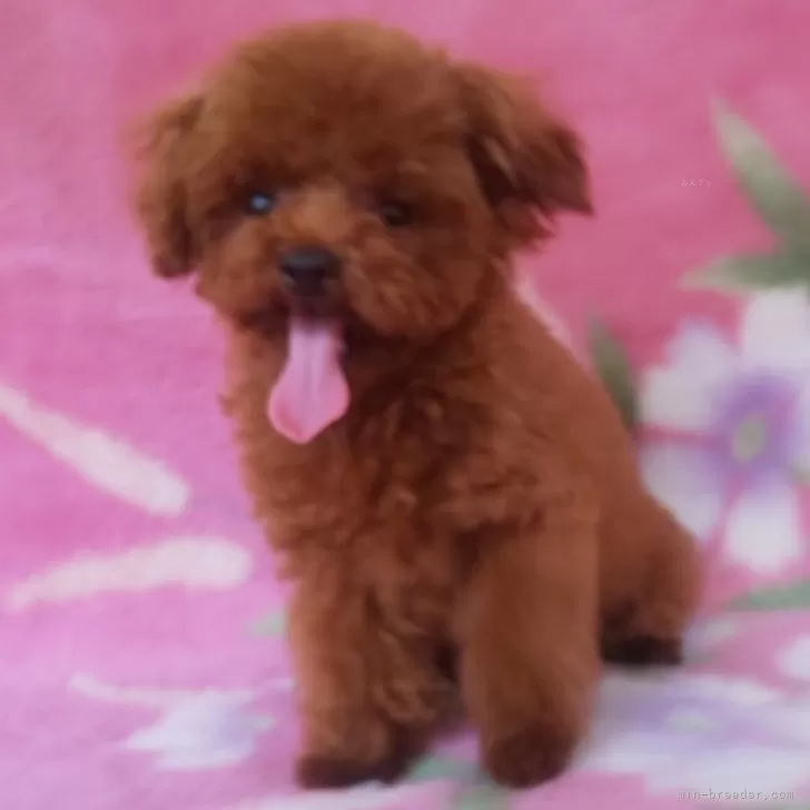 ID:2404-04855の子犬