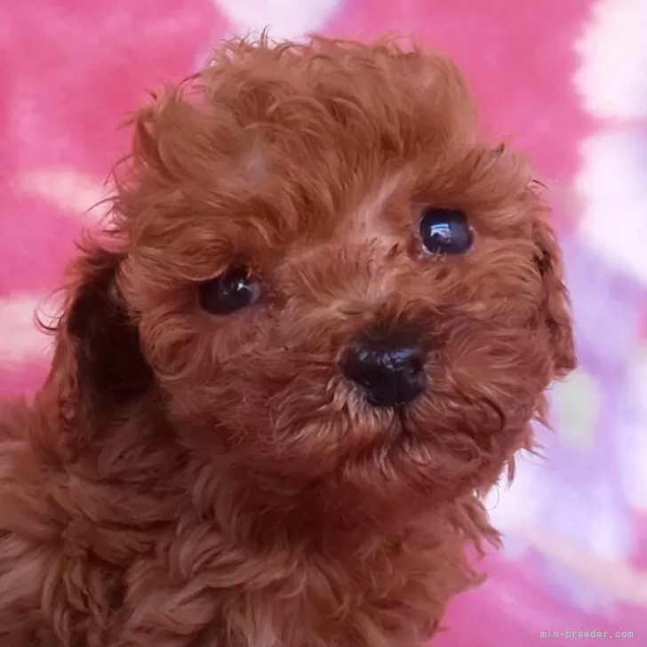 ID:2403-04508の子犬