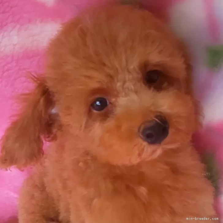 ID:2407-06098の子犬