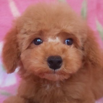 トイプードル(トイ)【岩手県・男の子・2024年5月1日・アプリコット】の写真「性格良好、丈夫なトイサイズ 7/27 970g!」