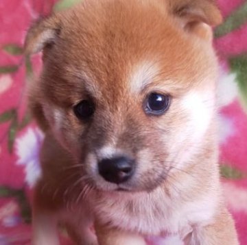 柴犬(豆柴)【岩手県・女の子・2023年8月18日・赤】の写真「超ブサカワ→超美形。こんなに変わる❔」