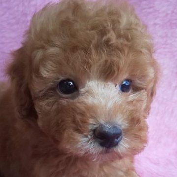 トイプードル(トイ)【岩手県・男の子・2023年7月11日・アプリコット】の写真「9/4現在 960g しっかりと成長中❤️」