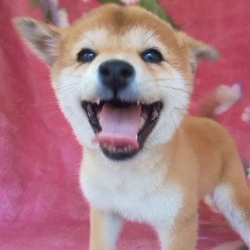 柴犬(豆柴)【岩手県・女の子・2023年12月25日・赤】の写真「性格良好。激カワ垂れ目系」