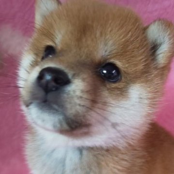 柴犬(豆柴)【岩手県・男の子・2023年10月1日・赤】の写真「これはすばらしい❗️12/1 0.9kg」