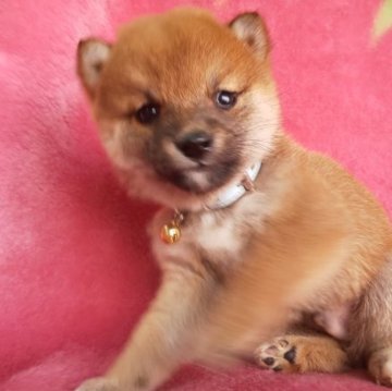 柴犬(豆柴)【岩手県・男の子・2023年10月1日・赤】の写真「11/27 0.7kgこれもあずき？👀‼️」