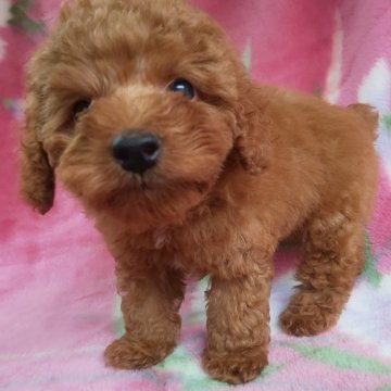 トイプードル(トイ)【岩手県・男の子・2024年5月1日・レッド】の写真「性格良好、丈夫なトイサイズ 6/15 820g!」