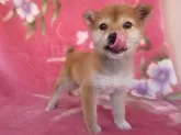 豆柴【岩手県・女の子・2023年12月25日・赤】の写真2「癒し系、ペロリンチョ」