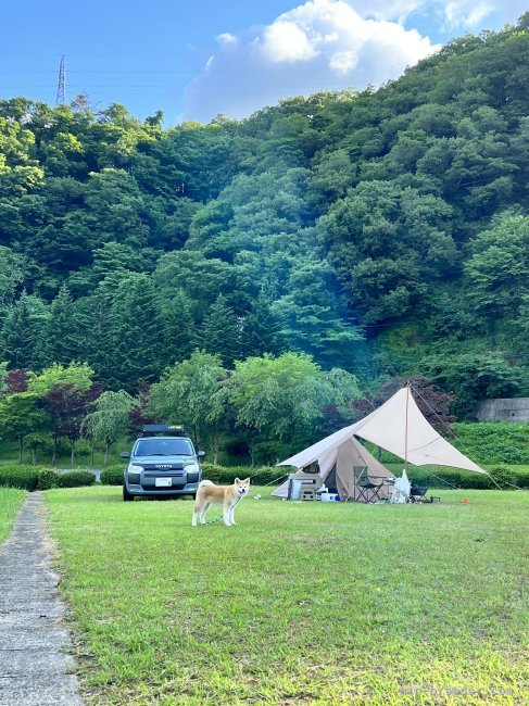 子犬を連れてソロキャンプ｜佐藤　昌樹(さとう　まさき)ブリーダー(宮城県・秋田犬・秋田犬保存会登録)の紹介写真10