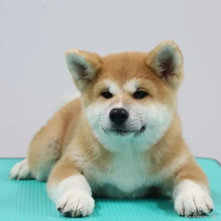 M.N 様のお迎えした子犬