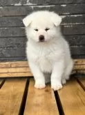 秋田犬【宮城県・女の子・2024年1月25日・白】の写真2「正面」
