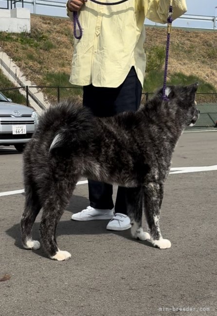 身代わり毛玉幻獣 張り子犬 ぱすた on X: 