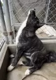 秋田犬【宮城県・女の子・2023年12月27日・虎毛】の写真3「わぉーーーん」