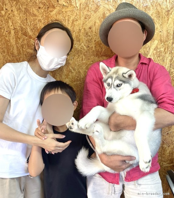 山口千尋ブリーダーのブログ：シベリアンハスキーの女の子お引き渡し！！