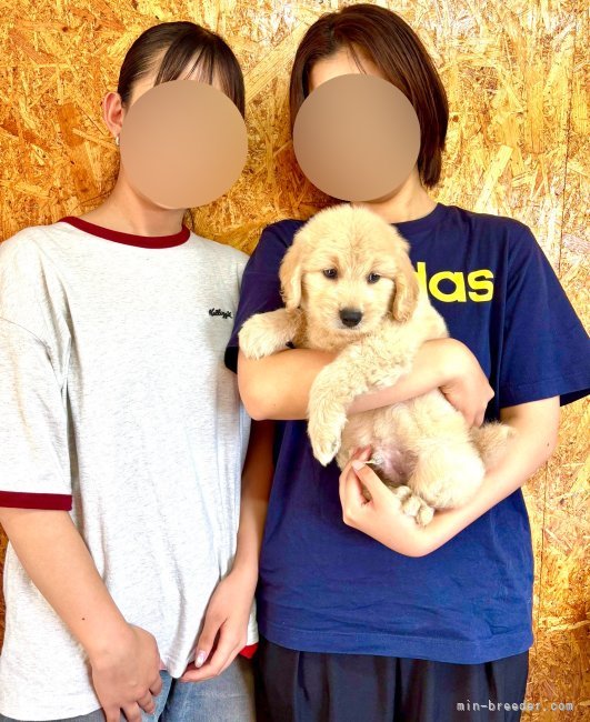 山口千尋ブリーダーのブログ：ゴールデンドゥードルの男の子お引き渡し！！