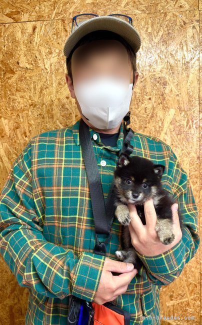 山口千尋ブリーダーのブログ：ポメ柴の女の子お引き渡し！！