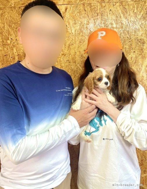 山口千尋ブリーダーのブログ：キャバリアの男の子お引き渡し！！