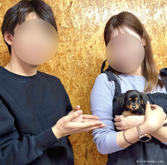 山口千尋ブリーダーのブログ：チワックスの男の子お引き渡し！！