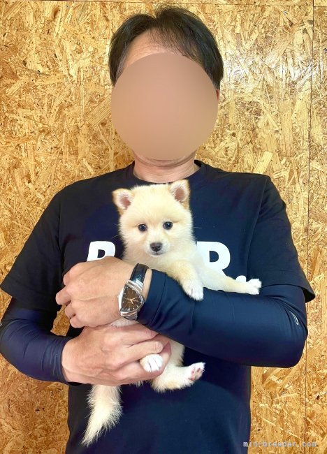 山口千尋ブリーダーのブログ：ポメ柴の女の子お引き渡し！！