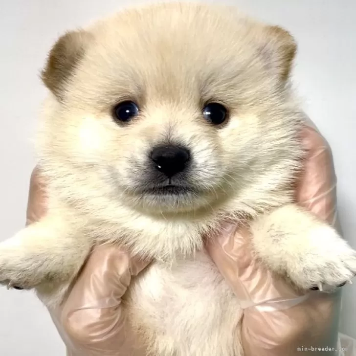 ID:2412-01285の子犬