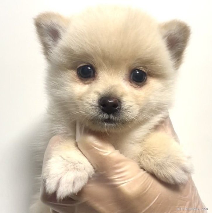 ポメ柴(ポメラニアン×柴犬)【茨城県・女の子・2024年10月18日