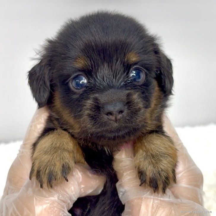 チワックス(チワワ×ダックスフンド)【茨城県・男の子・2025年8月