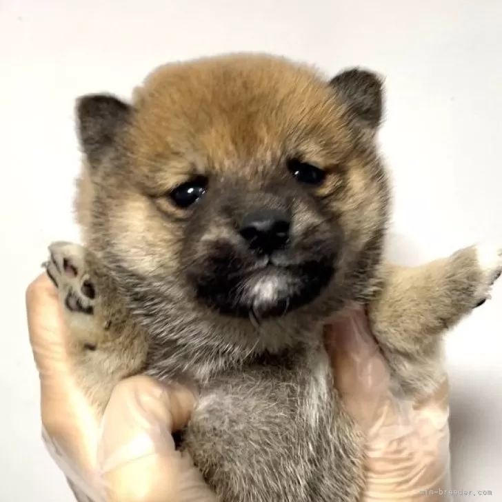 I.S 様のお迎えした子犬