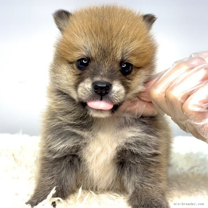 ブリーダー画像