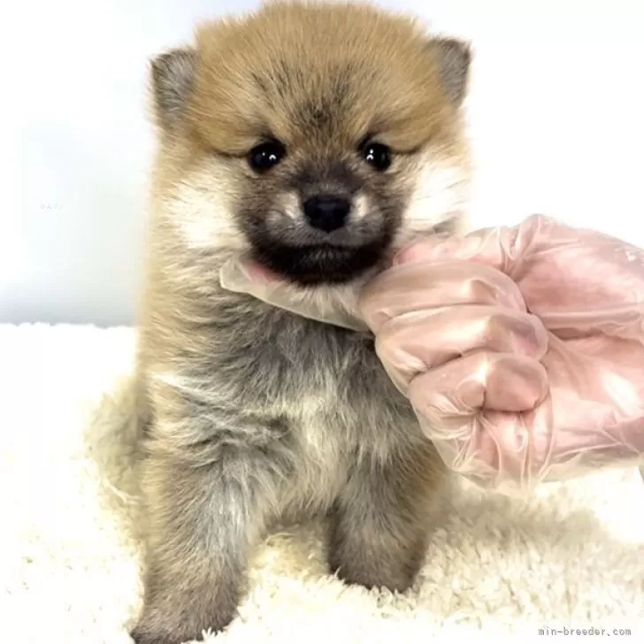 ポメ柴(ポメラニアン×柴犬)【茨城県・男の子・2025年9月27日・赤】の写真1