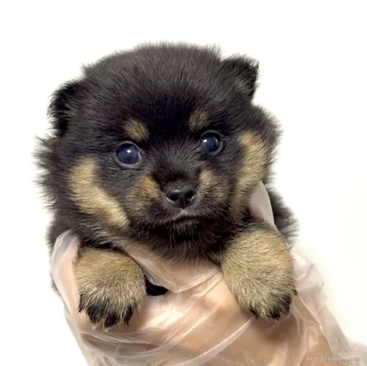 オーダーページ パネル ブラックタン チワワ 10/11 チワワ子犬ブラックタン&ホワイト！ブリーダー(名古屋市)販売