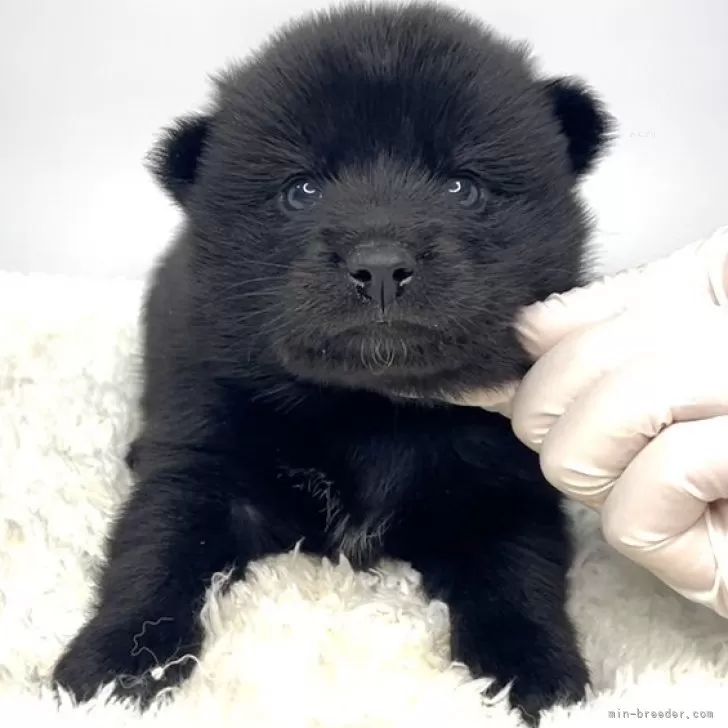 ポメ柴(ポメラニアン×柴犬)【茨城県・男の子・2025年6月13日・ブラック】の写真1