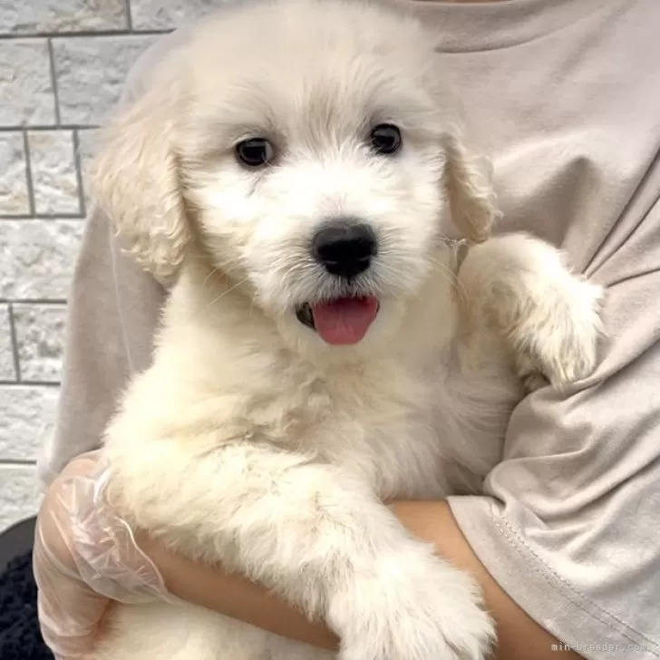 ID:2505-05540の子犬