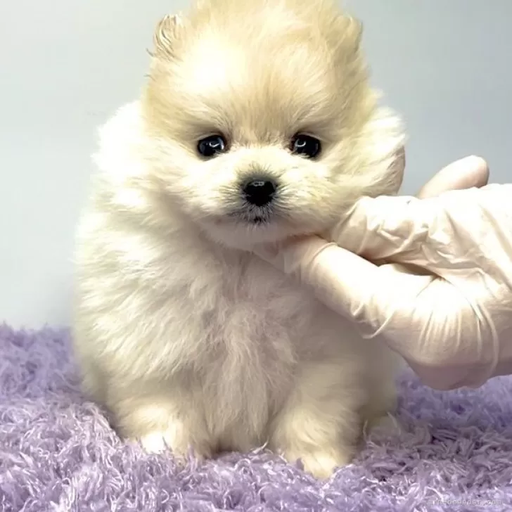 M.K 様のお迎えした子犬