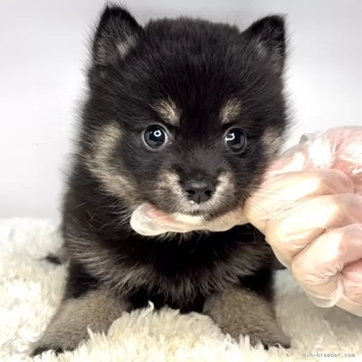 ポメ柴(ポメラニアン×柴犬)【茨城県・女の子・2025年10月3日・ブラックタン】の写真1