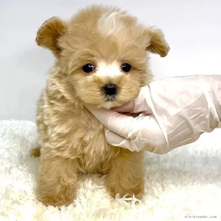 T.S 様のお迎えした子犬