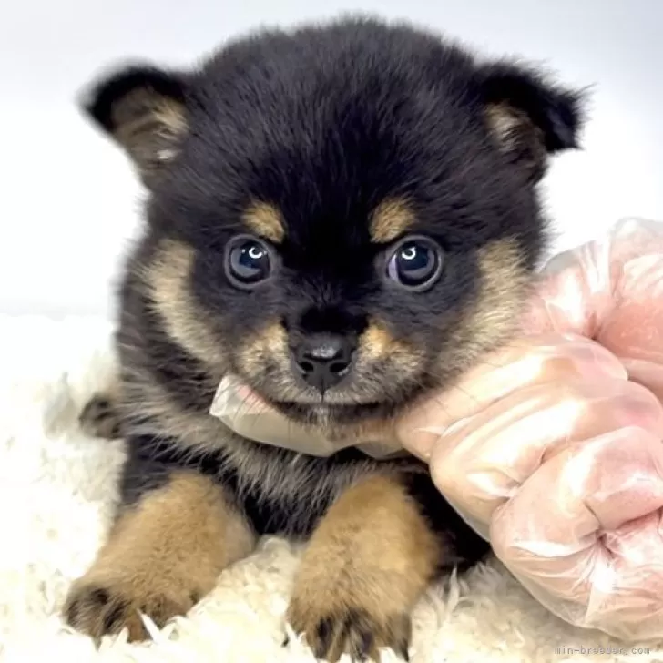 M.J 様のお迎えした子犬