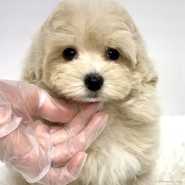 ID：2501-08019の子犬