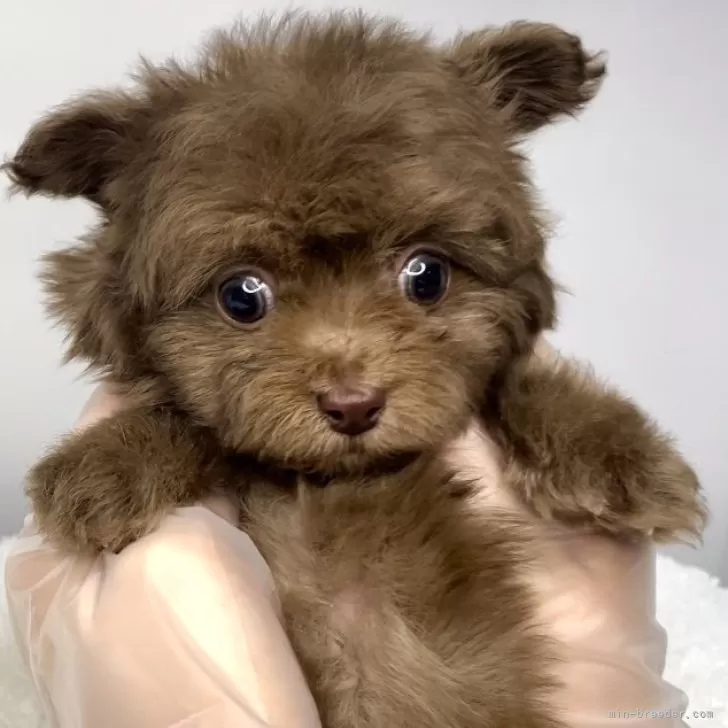 ID:2501-07287の子犬