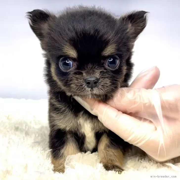 チワワ(ロング)【茨城県・女の子・2025年3月21日・ブラック&amp;タン】の写真1