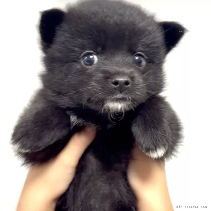小さめの黒柴様　　ベポ 黒柴メス飼い主様募集」埼玉県 - 犬の里親募集(434164