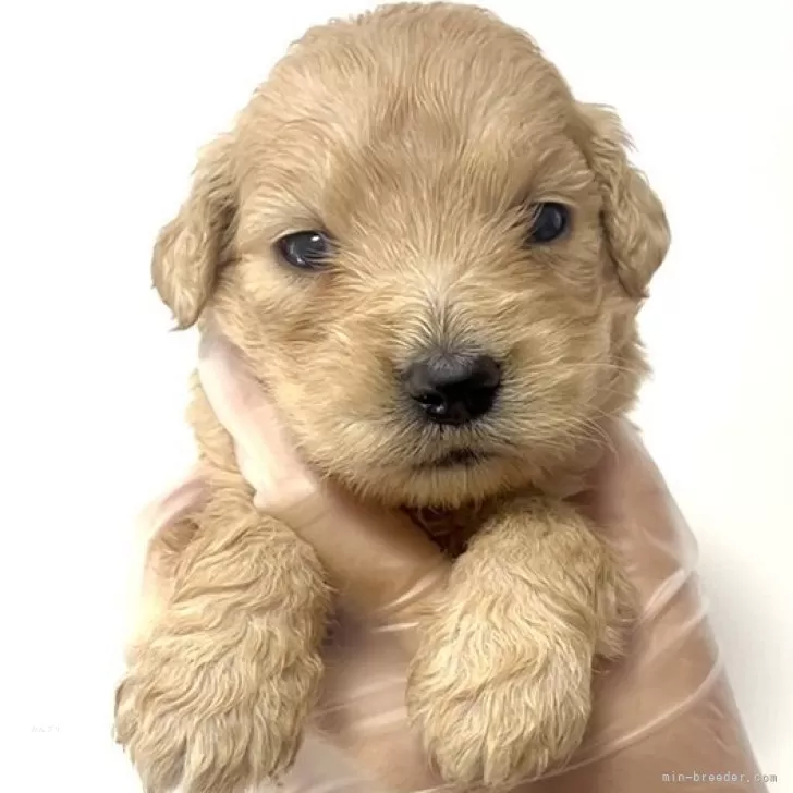 N.A 様のお迎えした子犬