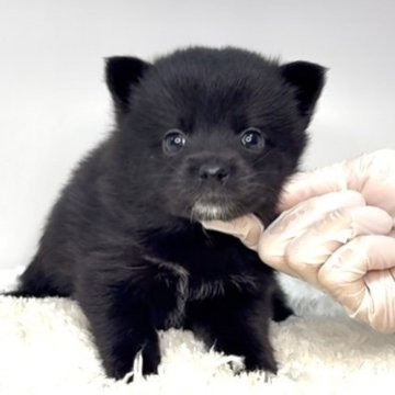 ポメ柴(ポメラニアン×柴犬)【茨城県・女の子・2025年7月5日・黒】の写真「これからどんどん可愛くなってきます！」