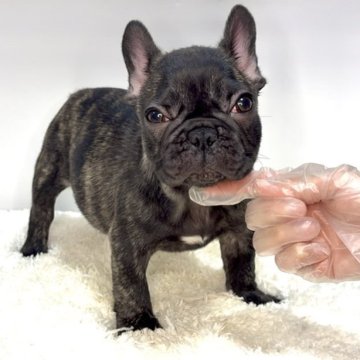 フレンチブルドッグ【茨城県・女の子・2025年9月4日・タイガーブリンドル】の写真「綺麗なブリンドルカラーの女の子‼️」