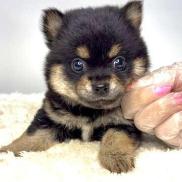 ミックス(チワワ×柴犬)【茨城県・男の子・2025年9月16日・ブラックタン】の写真「凄く凄く可愛くなってきております‼️✨」