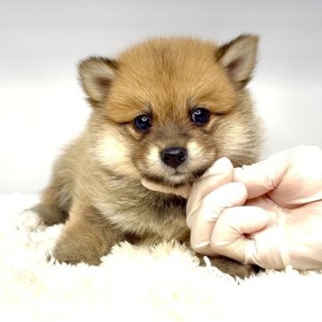ポメ柴(ポメラニアン×柴犬)【茨城県・女の子・2025年7月5日・赤】の写真「癒し顔の女の子‼️」